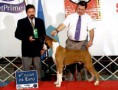 /album/machos-/boxer-tabasco-of-pent-kennel-jpg/